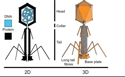 Draw The Diagram Showing The Structure Of Hiv Class 12 Biology Cbse | Porn Sex Picture