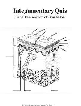 Integument Skin Labeling Quiz with KEY by Amazing Anatomy | TPT