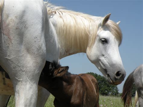 mare and foal 2 Free Photo Download | FreeImages