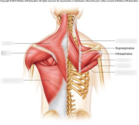 Shoulder Muscle Anatomy Posterior View