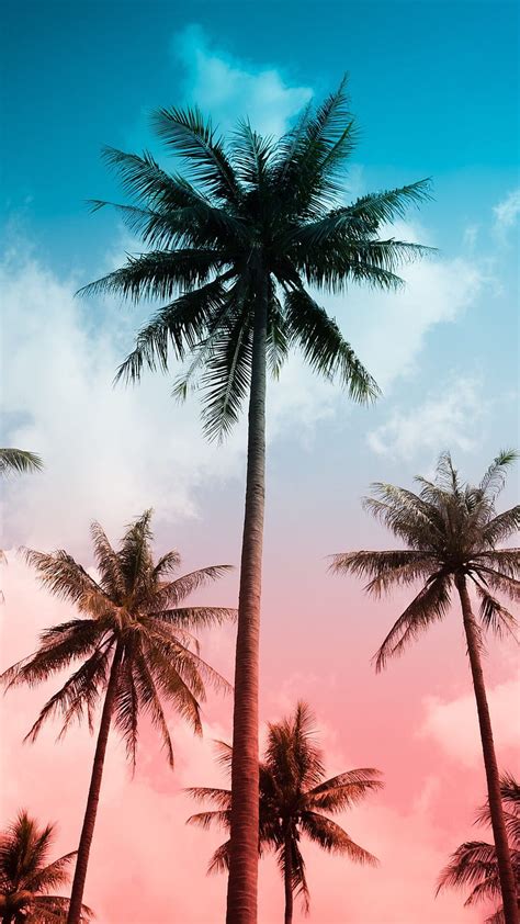 1080P free download | Palm Tree Vibes, , miami beach, palm tree, vibe ...