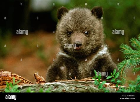 Grizzly bear cub Stock Photo - Alamy