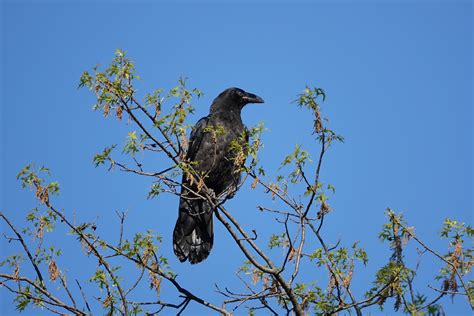 Ravens! – Backyard and Beyond