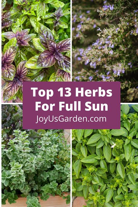 Herbs For Full Sun To Grow In Your Garden Or In Pots