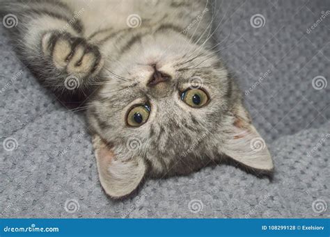 A Small Kitten in a Pet Store Stock Photo - Image of kitty, funny: 108299128