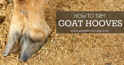 How to Trim Goat Hooves