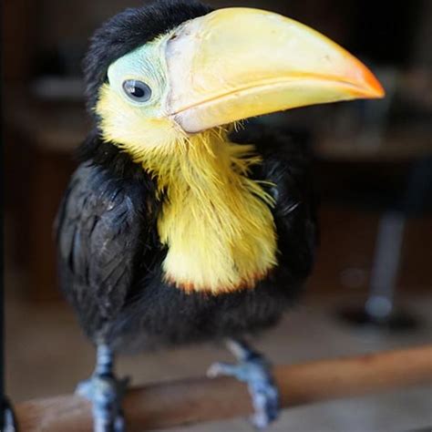 Baby Yellow-throated toucan - Affable Birds And Fertile Eggs