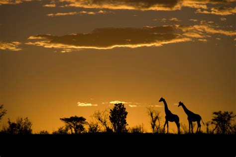 Safari Sunset Pictures | Download Free Images on Unsplash