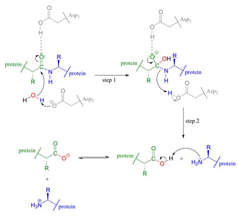 11.5: Hydrolysis of Thioesters, Esters, and Amides - Chemistry LibreTexts