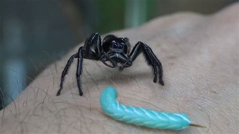 Hyllus Giganteus (Giant Jumping Spider) | lupon.gov.ph