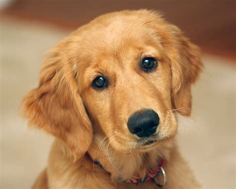 Cute Baby Golden Retriever Puppies images