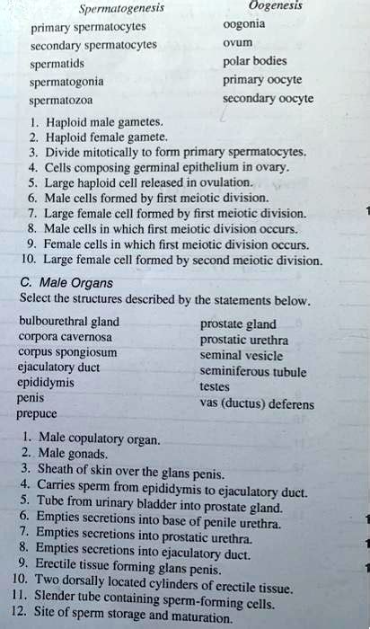 Spermatogenesis, Oogenesis, primary spermatocytes, oogonia, secondary ...