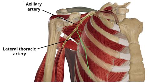 Lateral Thoracic Artery - Course - Supply - TeachMeAnatomy