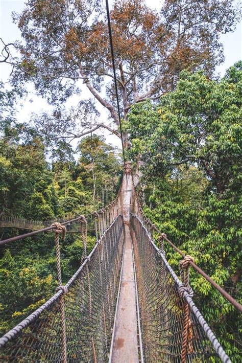 The Kakum Canopy Walk in Ghana: A Quick Guide - Laure Wanders | Ghana ...