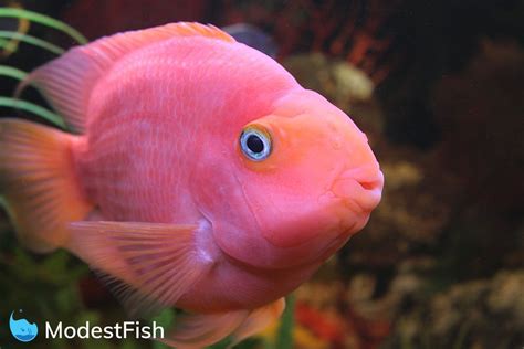 Pink Purple Blood Parrot Cichlid Fish Stock Photo, 51% OFF