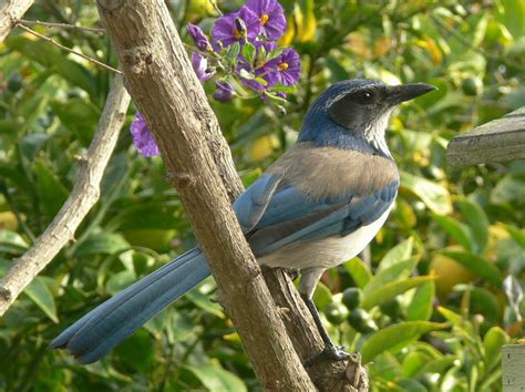 Birds: Western Scrub-Jay