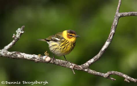 6767 Male Cape May Warbler (Setophaga tigrina), Galveston Island, Texas - Dennis Skogsbergh ...