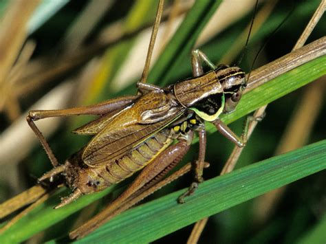 Roesel’s Katydid | Songs of Insects