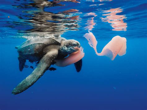 Food Chain Interactions - leatherback sea turtle