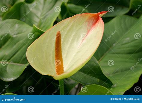 Green anthurium stock photo. Image of house, anthurium - 808388