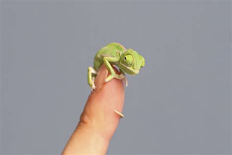 10+ Chameleon Babies That Will Make You Fall In Love With Lizards | Bored Panda