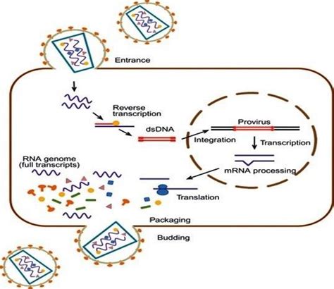 Retrovirus Mediated Gene Transfer Technique. | Download Scientific Diagram