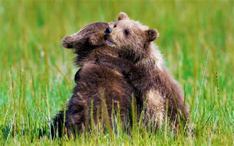 Download Baby Animal Love Hug Cute Cub Animal Bear HD Wallpaper