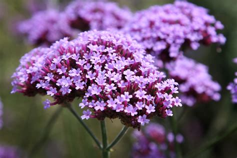 Amboise Daily Photo: tiny purple flowers