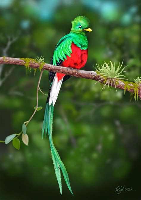 Quetzal Bird Meaning Pictures on Animal ... | Quetzal, Bird, Bird meaning