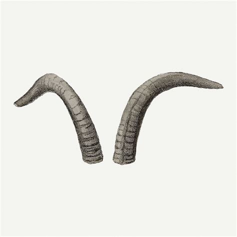 Vintage argali horns illustration, wildlife | Premium Photo ...