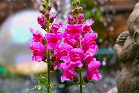 How to Deadhead Snapdragons – A Complete Guide - Plants Craze