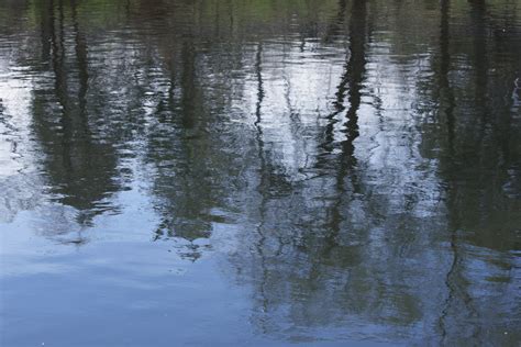 Water Reflecting Spring Trees – Photos Public Domain