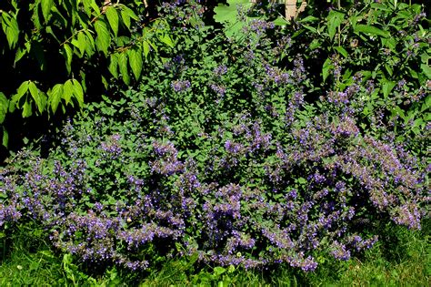 Catmint Plant Varieties