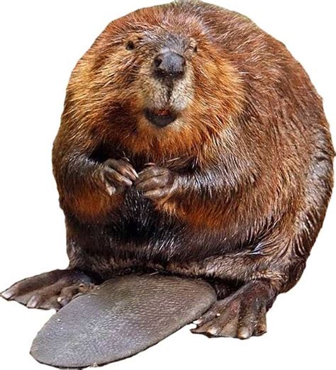 Beaver | Appearance + Habitat + Diet + Facts | Science4Fun