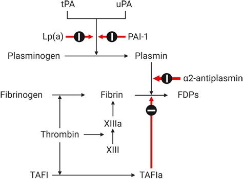 Effects of different factors on the process of fibrinolysis. FDP—fibrin ...