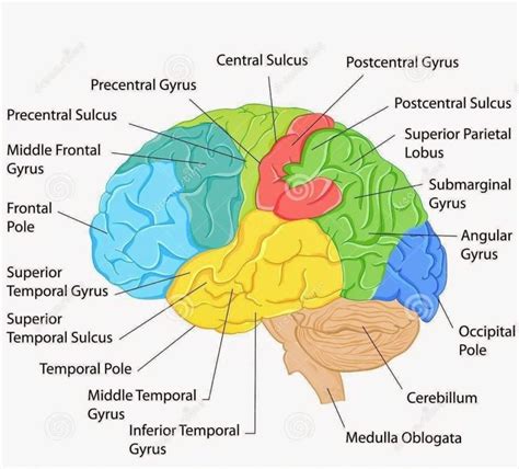 Labeled Pictures Of The Brain Labeled Diagram Of The Brain Anatomy Of ...