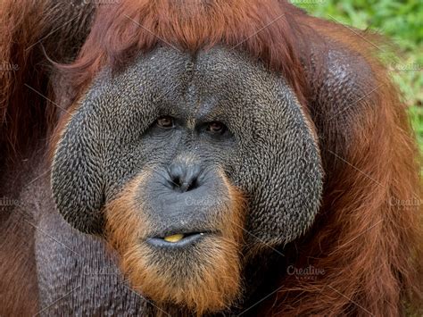 Close up portrait of Orangutan eating banana ~ Animal Photos ~ Creative Market