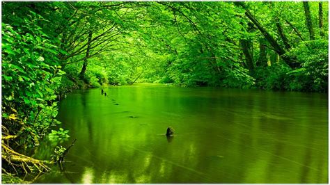 Green Nature Wallpaper | Nature Wallpaper