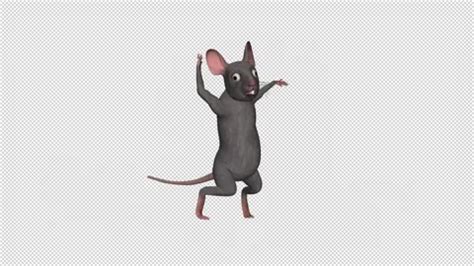 Funny Rat - Dancing Loop - II - Alpha Ch... | Stock Video | Pond5