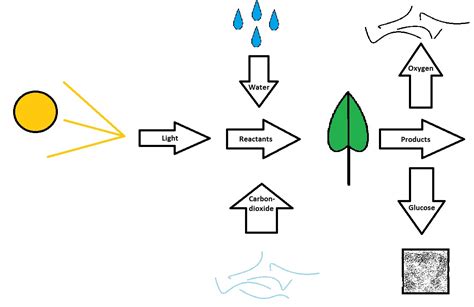 Reactants And Products of Photosynthesis images