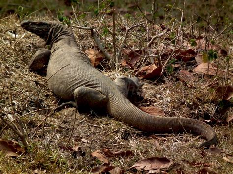 Viewpoint: Common Indian Monitor Lizard @ Bandipur NP