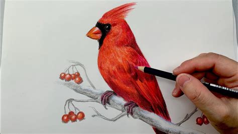 how to draw a bird realistic step by step- red cardinal bird drawing ...