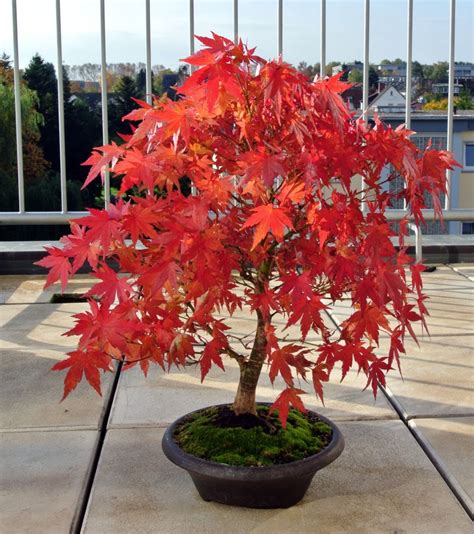 100PCS Red Japanese Maple Redleaf Palmatum Dwarf Bonsai Plant Tree ...