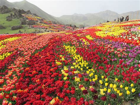 باغ گل های لاله مزرعه لزور روستای کندر (پایتخت لاله های ایران) – تربت ما