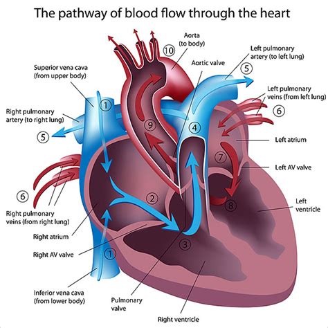 How Your Heart Works - Cardiac Health