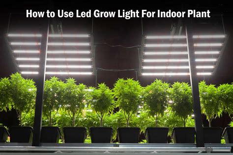 How to Use LED Grow Lights for Indoor Plants | Medicgrow