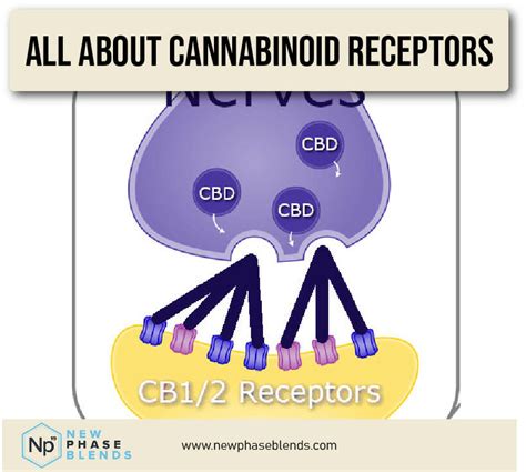 Cannabinoid Receptors and Their Functions