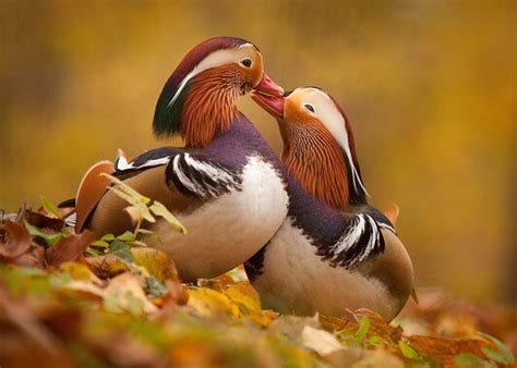 Mandarin Duck - Facts and Beyond | Biology Dictionary