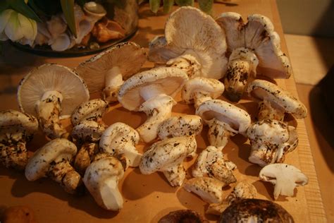 Matsutake! - Mushroom Hunting and Identification - Shroomery Message Board