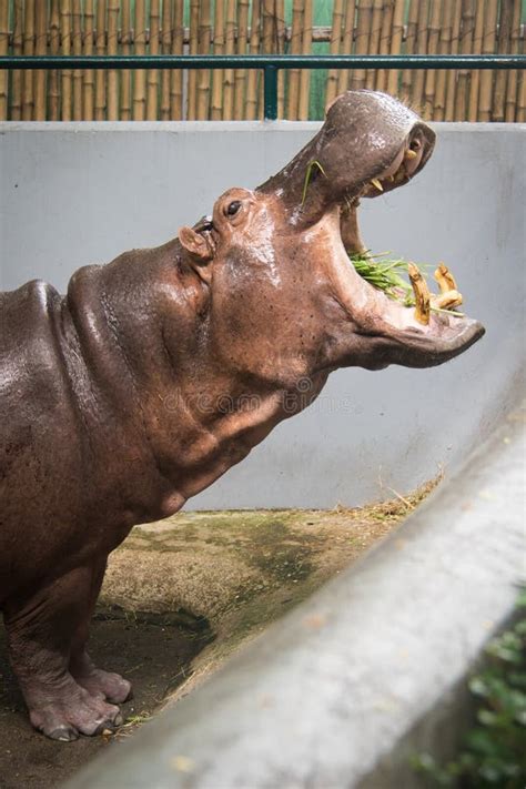 Hippopotamus Eating Grass Stock Photos - Download 412 Royalty Free Photos